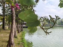 -惠州西湖风景名胜区-丰渚园