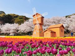 -苏州上方山国家森林公园