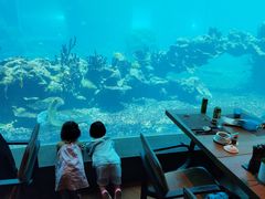 -海棠湾洲际-涛·海底餐厅·美人鱼·自助餐·海底隧道