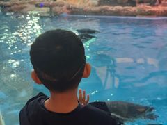 -帝企鹅自助餐厅•儿童岛•真企鹅(长隆企鹅酒店)