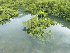 -北海金海湾红树林生态旅游区