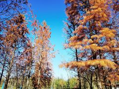 -上海长兴岛郊野公园