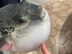 -鲐赏河豚(长寿店)