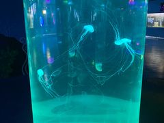 -苏州海洋馆