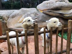 -杭州开元森泊度假乐园