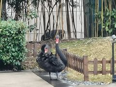 -行者书屋大堂吧 ·下午茶(南京圣和府邸酒店)