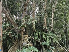 -中国科学院西双版纳热带植物园