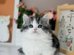 -小猫来了·猫舍(红山六九七九店)