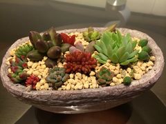 iphone_upload_pic-南农多肉大棚