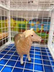 -卡通尼·Safari非洲探索乐园·生日会(金桥国际商业广场店)