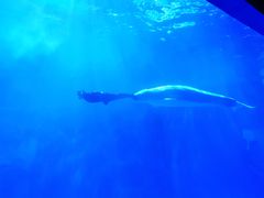 -多彩贵州城极地海洋世界