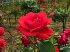 -佰运猪蹄(高陵店)