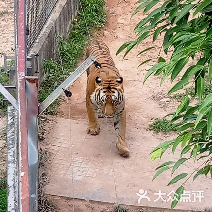 東莞香市動物園