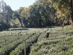 -野蔓果·山野菜(西湖景区·龙井茶田店)
