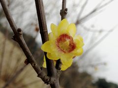 -秀丽东方