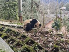 -中国大熊猫保护研究中心雅安碧峰峡基地