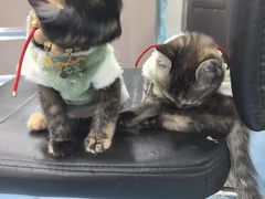 -万博宠物医院·手术·诊疗(未央凤城五路店)