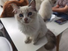 -喵的天空名猫咖啡馆·撸猫·猫舍·用品