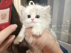 -欣宠猫屋·矮脚拿破仑·蓝金金渐层