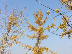 -武汉紫薇都市田园