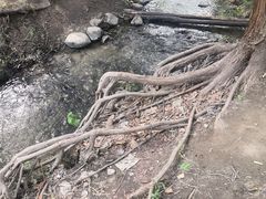-白水寺森林公园