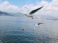 -海埂大坝