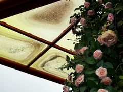 -春花秋色城市公园