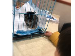 -艾贝尔宠物医院·24H转诊中心·肿瘤猫专科(江宁双龙店)