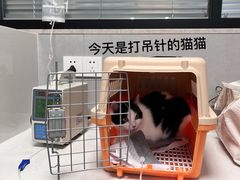 -伟伟宠物医院·CT影像中心·瑞派犬猫综合性门诊(汉口总院)