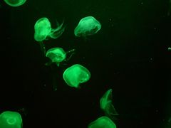 -凯莉-塔尔敦海洋生物水族馆