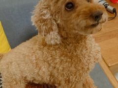 -创凡宠物医院·骨专科  猫科中心(西乡分院)