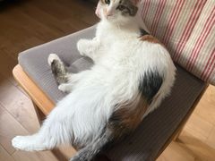 -纳吉亚猫专科动物诊疗中心(蒋宅口分院)