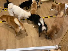 -南京Hallo宠物乐园·哈罗犬舍·柴犬繁育基地