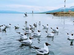 -青海湖国家重点风景名胜区