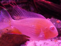 -上海海洋水族馆