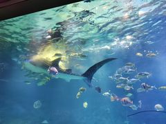 -烟台海昌鲸鲨海洋公园