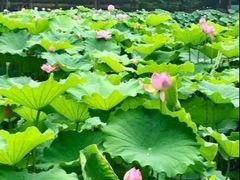 -陈家山荷花公园