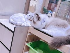 -藏猫猫咖啡主题馆(中央大道店)