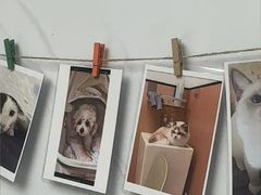 -瑞派康怡24h宠物医院·犬猫医疗中心·微创绝育(瑞景分院)
