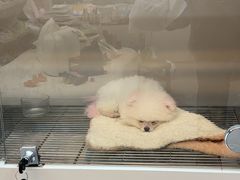 -唐小姐の私宠·宠物洗护美容·撸猫馆·购宠(周浦万达旗舰店)