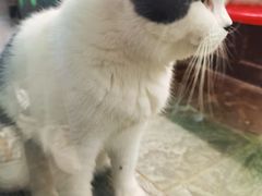 -猫咪博物馆(顶澳仔猫街店)