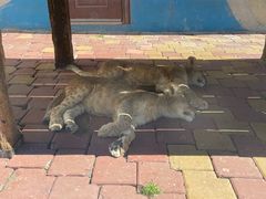 -大连森林动物园