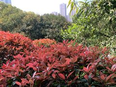 -龙头寺公园
