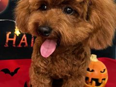 -1013 PET SHOP精品宠物商店(丁香店)