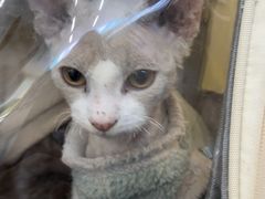 -瑞派伍一宠物医院·眼科·骨科·猫科转诊中心(马王堆院)