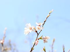 -西安青龙寺遗址景区