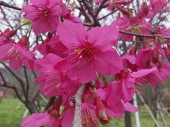 -天适樱花悠乐园