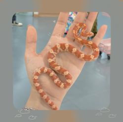 -Moni星球萌宠·小马宝莉·灵蛇·高端高阶全萌宠互动体验俱乐部(红豆国际广场店)