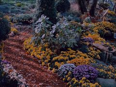 -上海共青森林公园