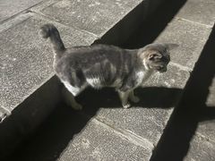 -富斯特索道